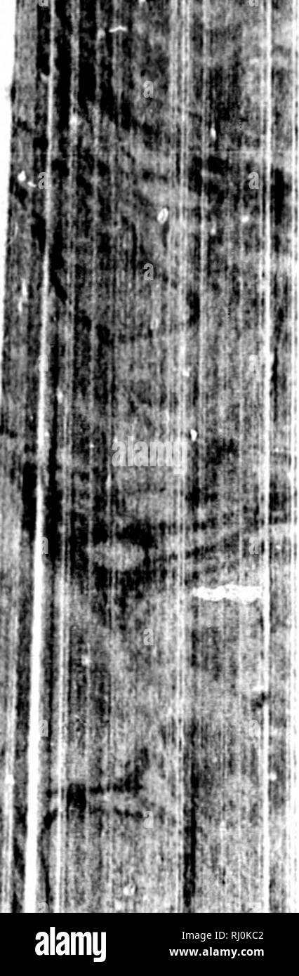 William scoresby jr hires stock photography and images Alamy