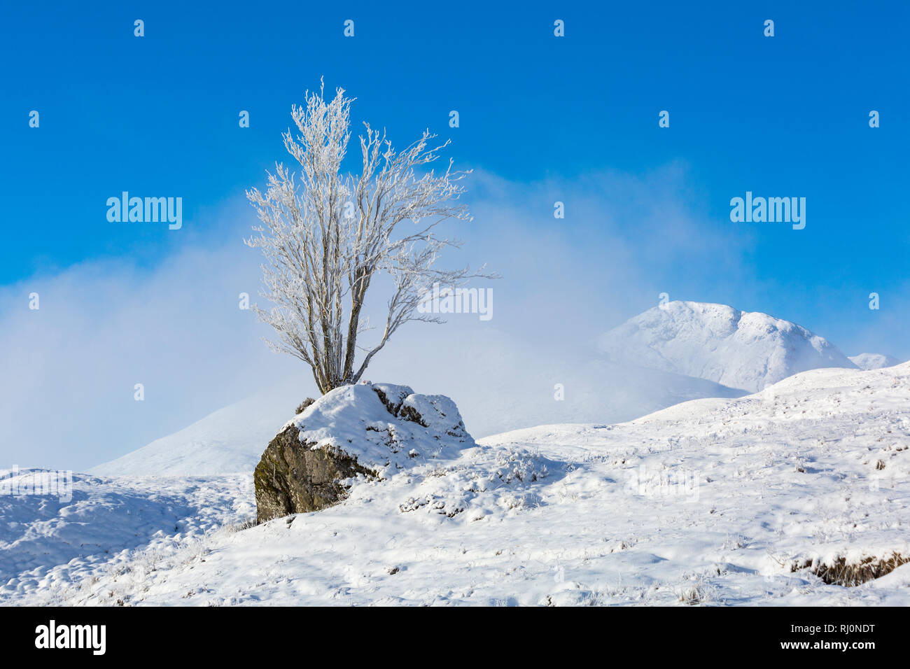 Bitterly cold morning with freezing fog and hoar frost turning the scene into a winter wonderland, tree on Rannoch Moor, Highlands, Scotland in Winter Stock Photo