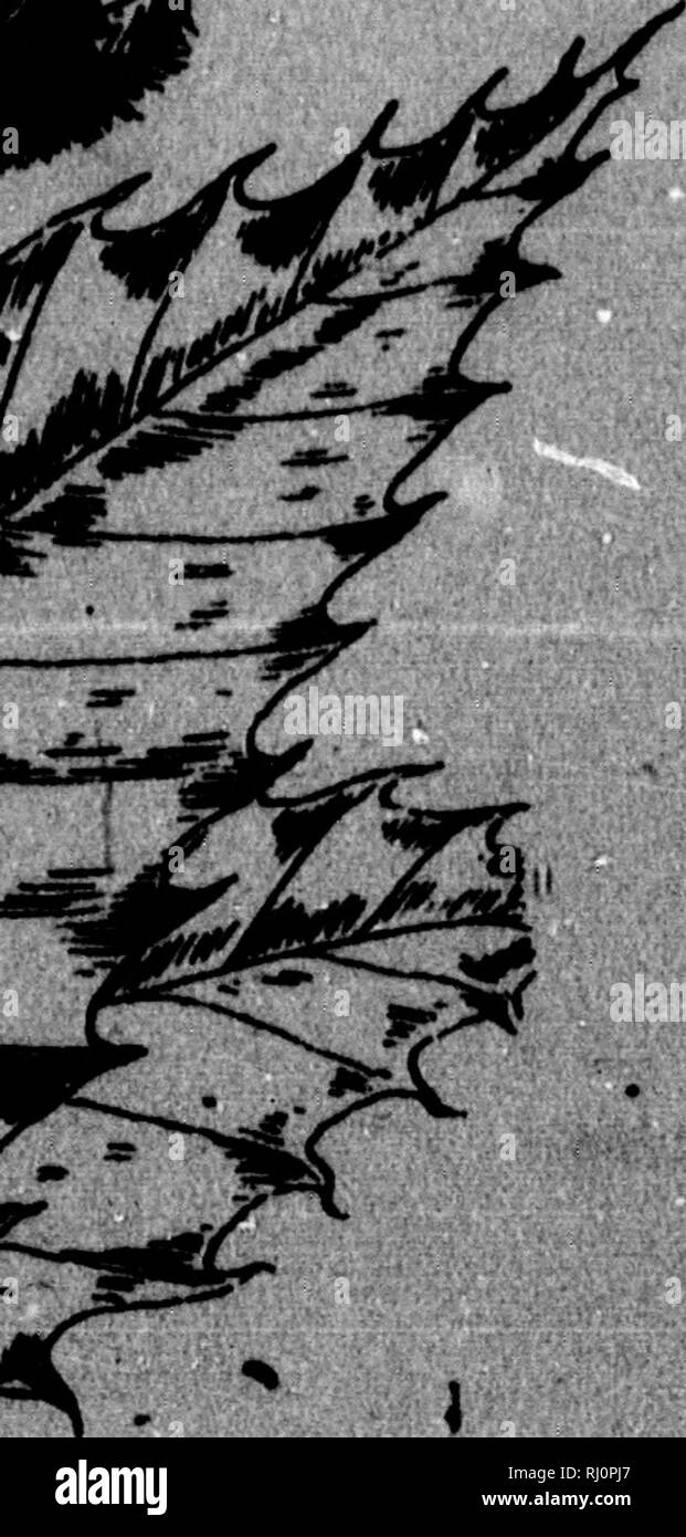 Wayside Trees Microform Series Ii Being A Description Of The Hornbeam Chestnut Willows Oaks Buttonwood Etc Trees Arbres Imh Rrvk Bok H Vrt Habtat Climtniit Ouhmm Smawm Cmtitum Dmtkm