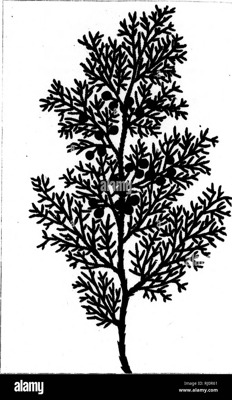 . The North American sylva, or A description of the forest trees of the United States, Canada and Nova Scotia [microform] : considered particularly with respect to their use in the arts, and their introduction into commerce : to which is added a description of the most useful of the European forest trees : illustrated by 156 coloured engravings. Trees; Botany; Arbres; Botanique. /V/.i,,1. »ii&gt;ii&gt;i»w&lt;»im»wiwii JCMPIl The I the mos States, a as to be in Berm cording of Amer nearly o be assun found tc the sea, town of Kennebc lington.'. to the C Mexico 1 tent of n it becom in Virgil the  Stock Photo