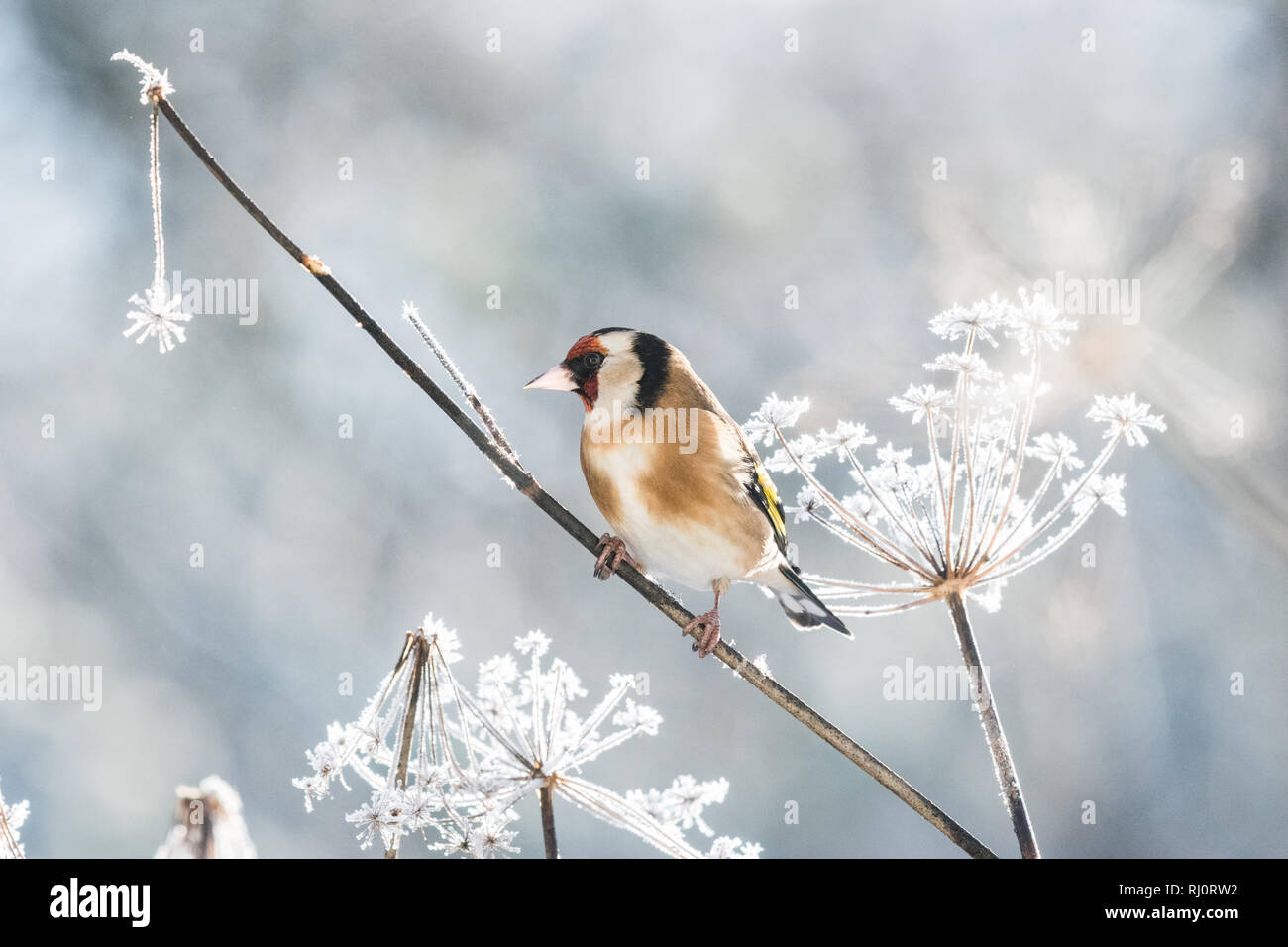 Goldfinch - Carduelis carduelis -  in winter perching on a beautiful frost covered fennel plant - Scotland, UK Stock Photo