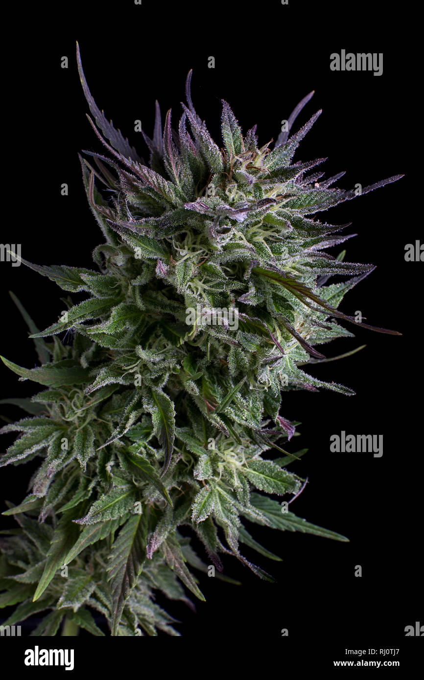 marijuana bud macro Stock Photo