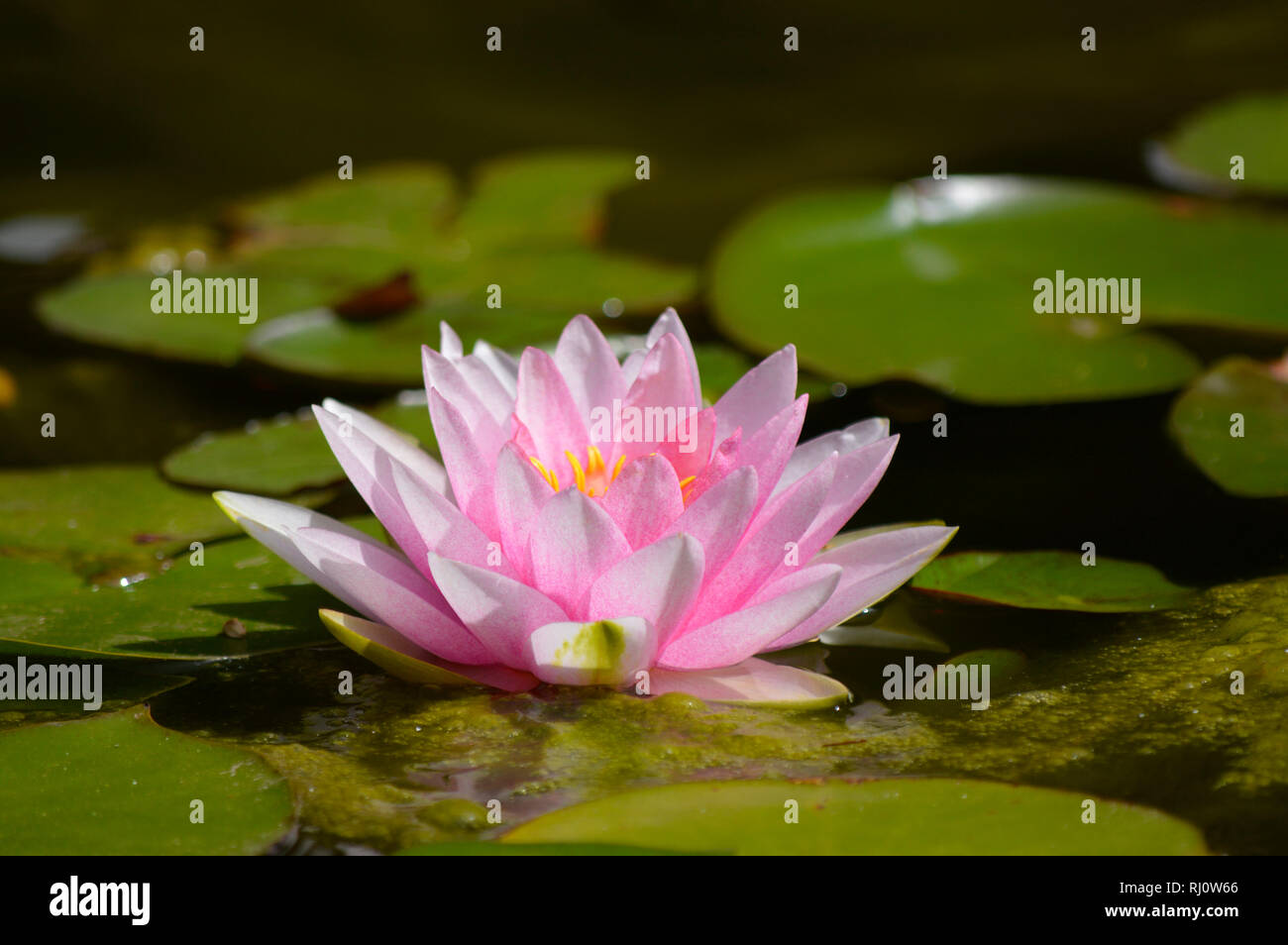 Water lilly Pink Sensation Latin name nymphaea Stock Photo
