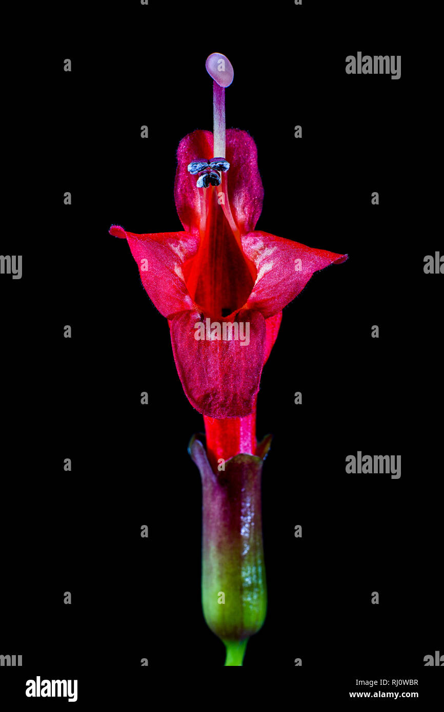 aeschyanthus flower macro Stock Photo