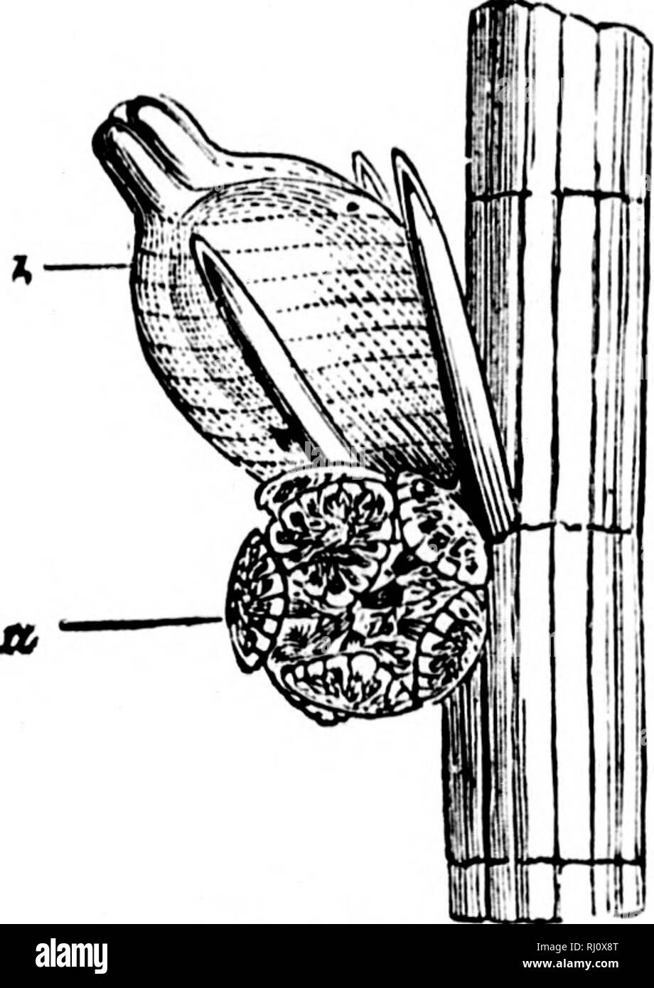 . The elements of structural botany [microform] : with special ...