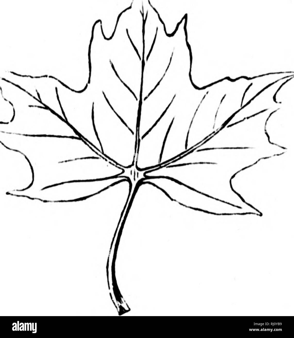 The Elements Of Structural Botany Microform With Special Reference To The Study Of Canadian Plants To Which Is Added A Selection Of Examination Papers Plant Anatomy Botany Botanique Botanique