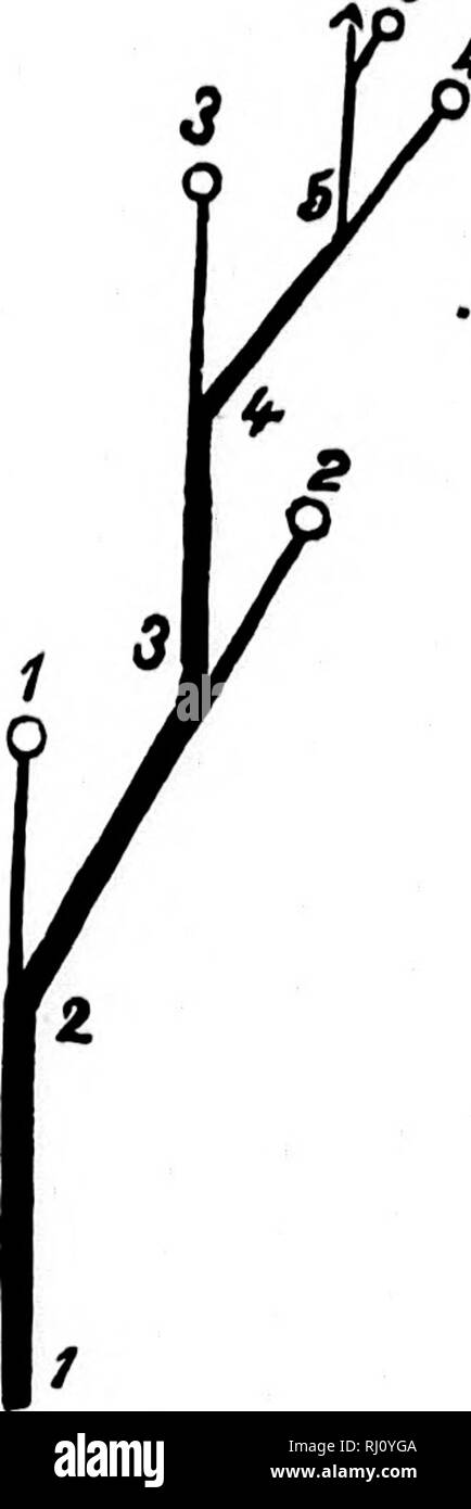 . The elements of structural botany [microform] : with special ...