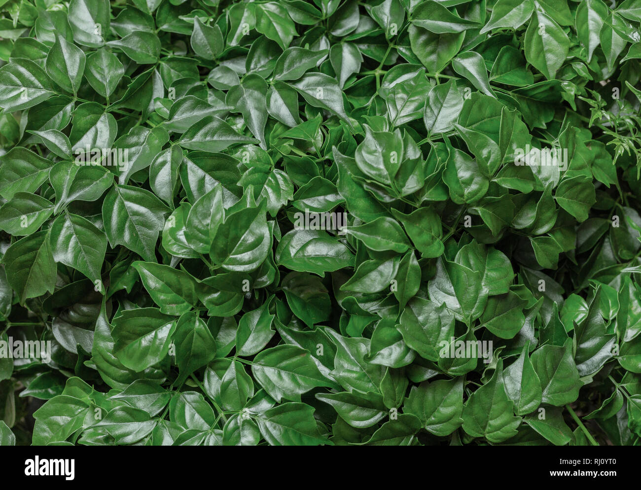 Green natural background from fresh leaves of the plant Rodermahera. Stock Photo
