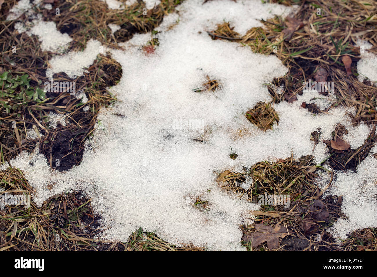 Fallen brown oak leaves on the ground Stock Photo