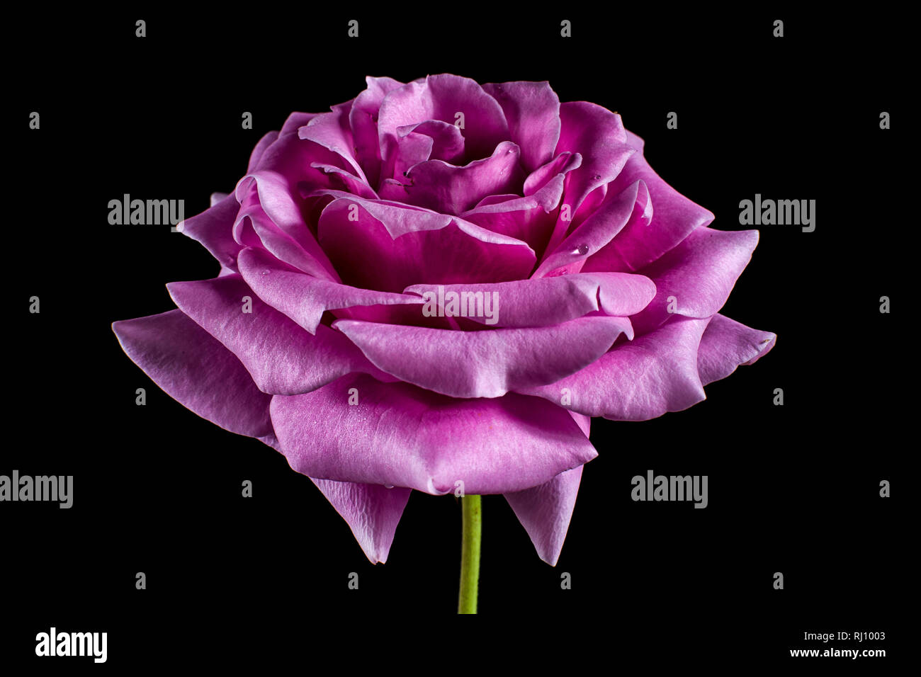 pink roe macro Stock Photo - Alamy