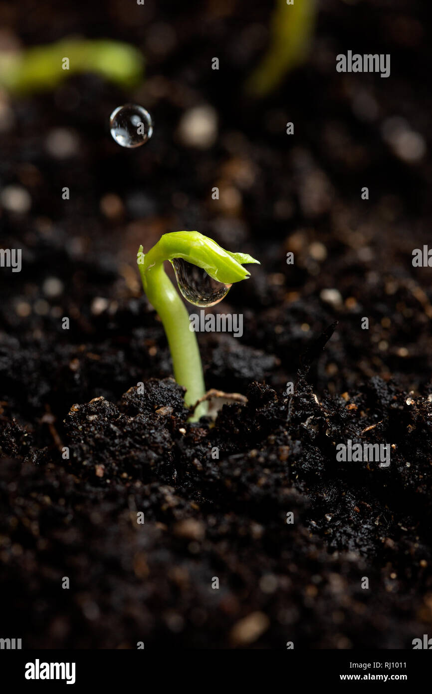 New sprout hi-res stock photography and images - Alamy