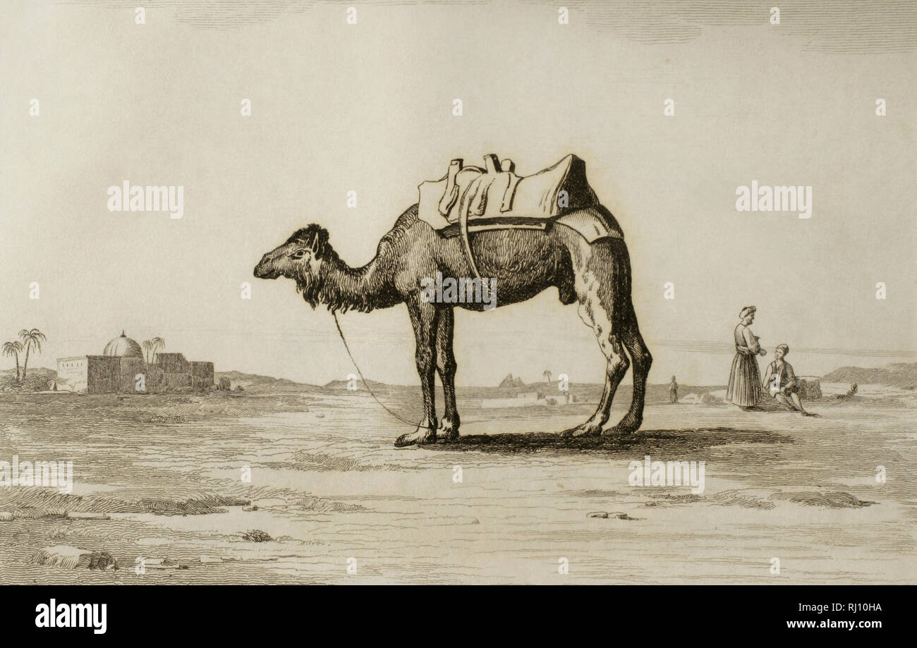 Camel saddled for the trip. Engraving by Fleury. Lemaitre direxit. Panorama Universal. History of Arabia, 1851. Stock Photo