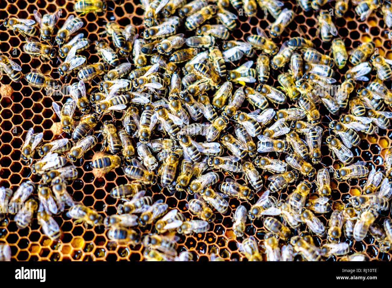 Wax Bee Swarm High Resolution Stock Photography and Images Alamy
