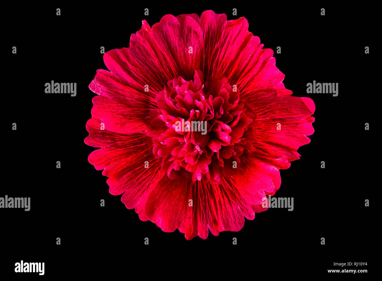 hollyhocks flower macro Stock Photo