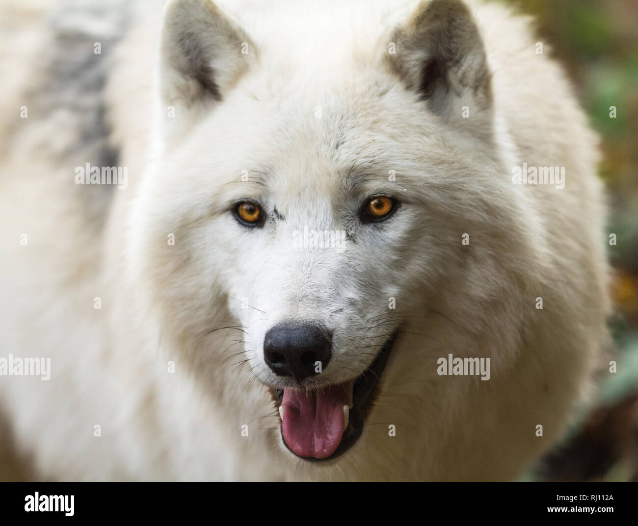 White Alpha Male Arctic Wolf High Resolution Stock Photography and ...