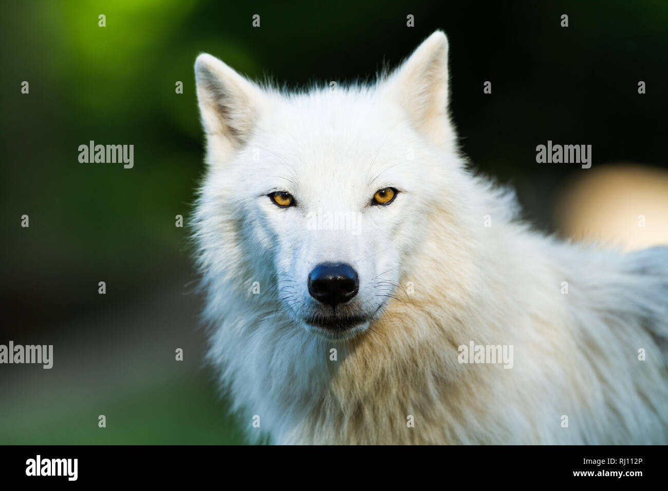 Wolf Pack Alpha Female High Resolution Stock Photography and Images - Alamy