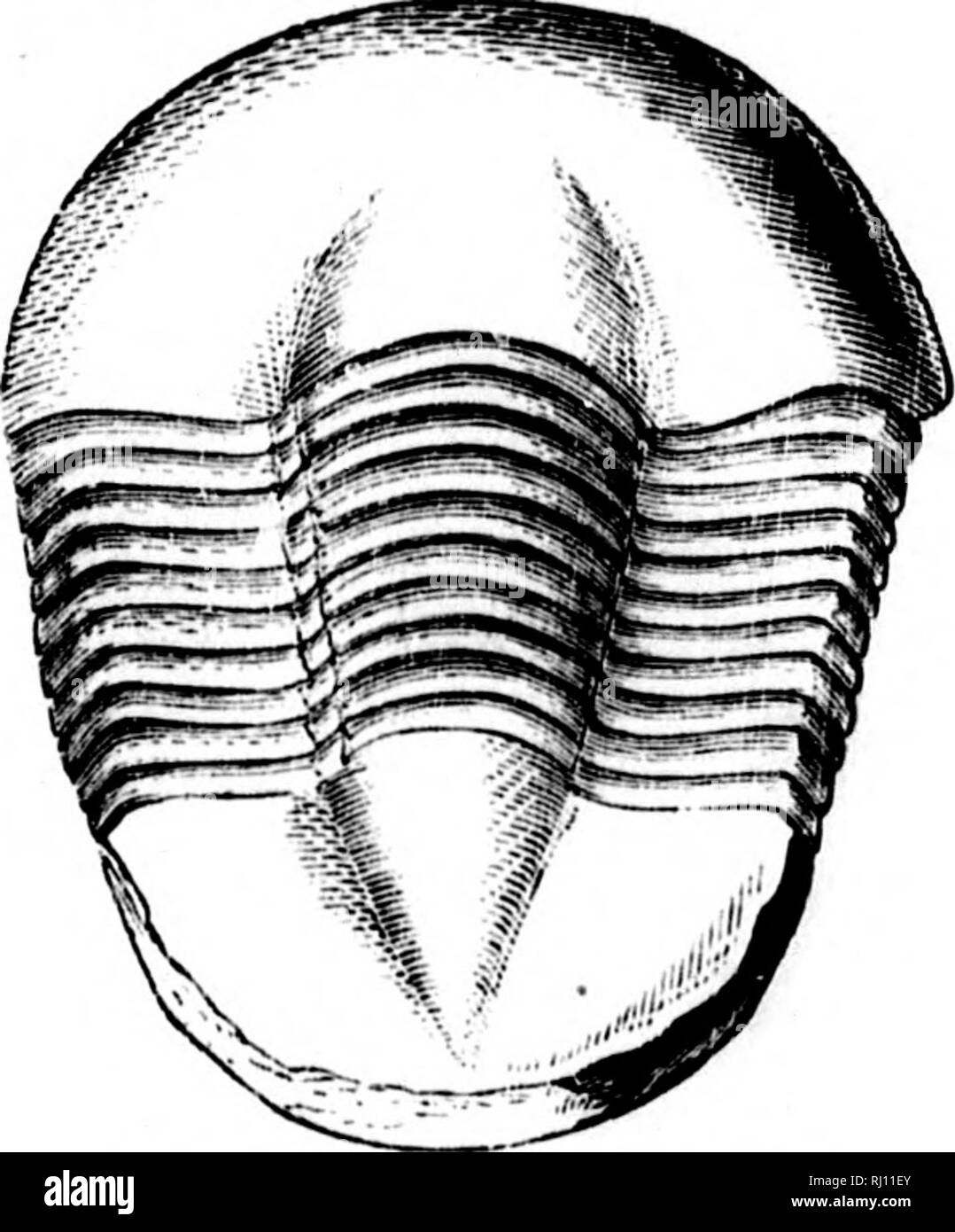 . North American geology and palaeontology for the use of amateurs, students, and scientists [microform]. Paleontology; Paleontology; Geology; Paléontologie; Paléontologie; Géologie. PIG. 1015.—lUtenus globosus. Two views. cuniculus, Hall, 1867, 20th Rep. N. Y. St. Mus. Nat. Hist., p. 421. Niagara Gr. daytonensis, Hall &amp; Whitfield, 1875. Ohio Pal., vol. 2, p. 119, Niagara Gr. fraternus, Billings, 1865, Pal. Foss., vol. 1, p. 27^, Quebec Gr. globosus, Billings, 1859, Can. Nat. and Geo., vol. 4, p. 367, Chazy Gr. graftonensis, Meek &amp; Worthen, 1869, Proc. Acad. Nat. Sci. Phil. and Geo. Su Stock Photo