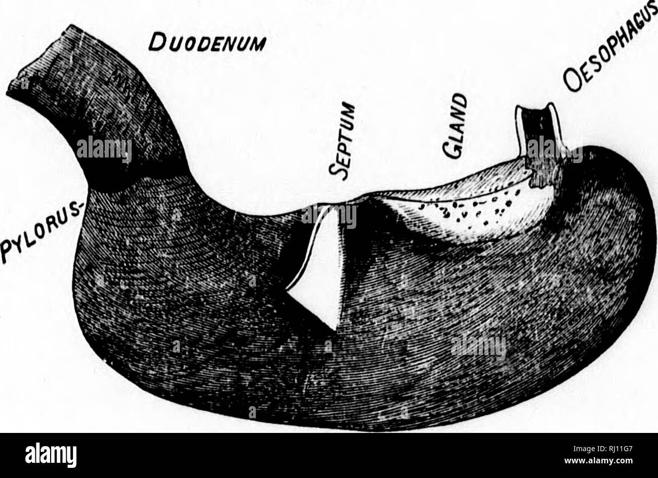 . The American beaver and his works [microform]. Beavers; Castors. would lead to the conclusion that both longitudinal and lateral motions were concerned in the grinding operations. Fia. 6.. stomach of beaver, inside view. Oue-qiiarter natural size. The insalivation of the dry food of the beaver is provided for by the extraordinary development of the salivary glands. The parotid and submaxillary glands, united, are very large, and cover the front and sides of the neck. The oesophageal membrane is white, thick, and loosely attached to the muscular coat. Where it enters the stomach it has a free Stock Photo