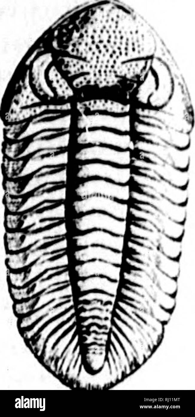 . North American geology and palaeontology for the use of amateurs, students, and scientists [microform]. Paleontology; Paleontology; Geology; Paléontologie; Paléontologie; Géologie. Fig. 995.—Dalman- ites achates.. bifldus, Hall, 1862, 15th Rep. N. Y. si Mus. Nat. Hist., p. 63, Up. Held. Gr. boothi, Green, 1837. (Cryphaeus boot!,,) Am. Jour. Sci., vol. 32, p. 343, and lal N. Y., vol. 7, p. 42, Ham. Gr. breviceps. Hall, 1866, 24th Rep. N. Y. &gt;t Mus. Nat. Hist., p. 223, Hud. Riv. (it. callicephalus. Hall, 1847, (Phacops callicephalus,) Pal. N. Y., vol. 1, p. 247, Trenton Gr. calliteles, Gree Stock Photo