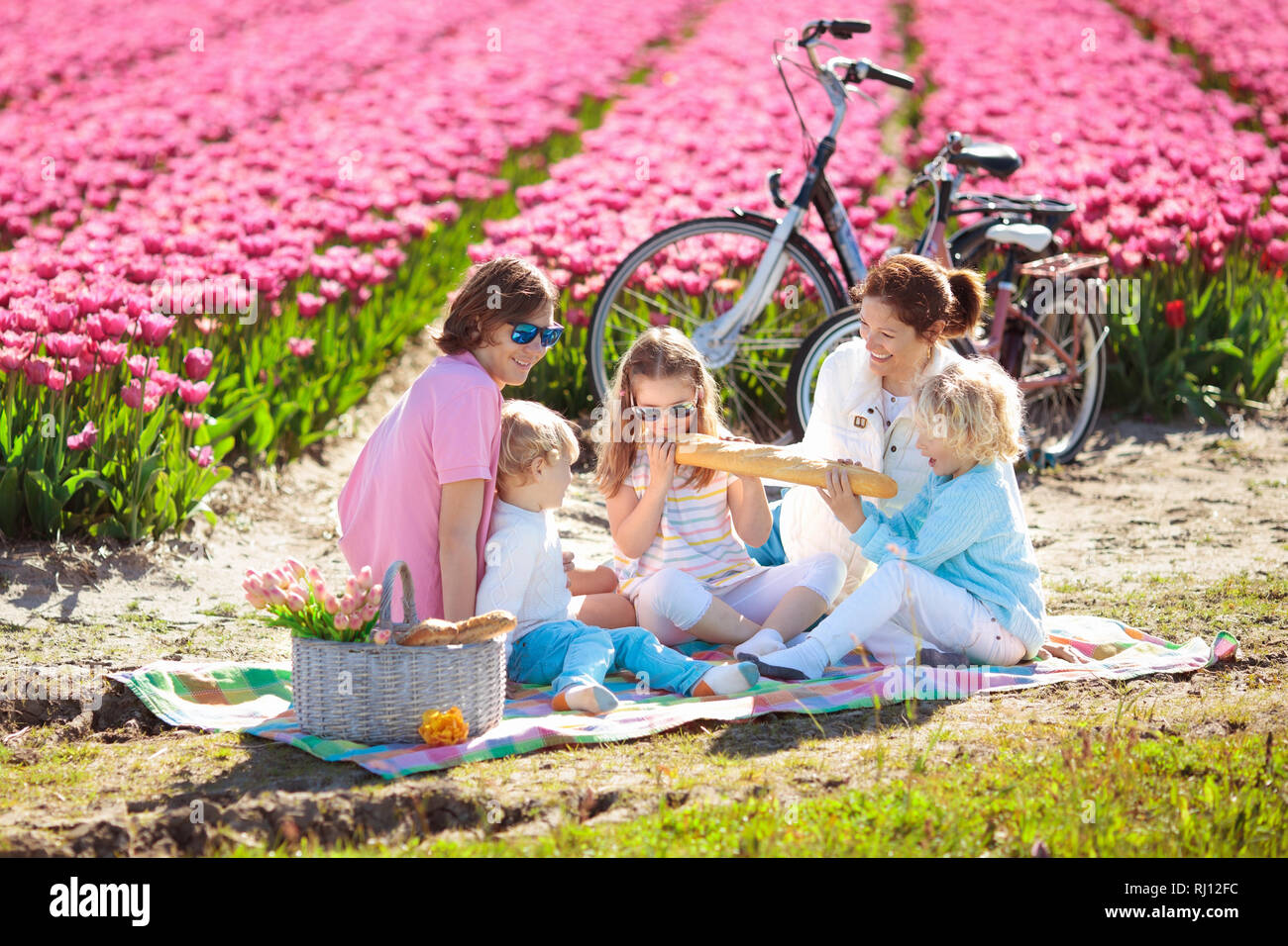 Family picnic at tulip flowers fields in Holland. Young mother and children eating lunch in blooming tulips flower field. Mom and kids travel by bike. Stock Photo