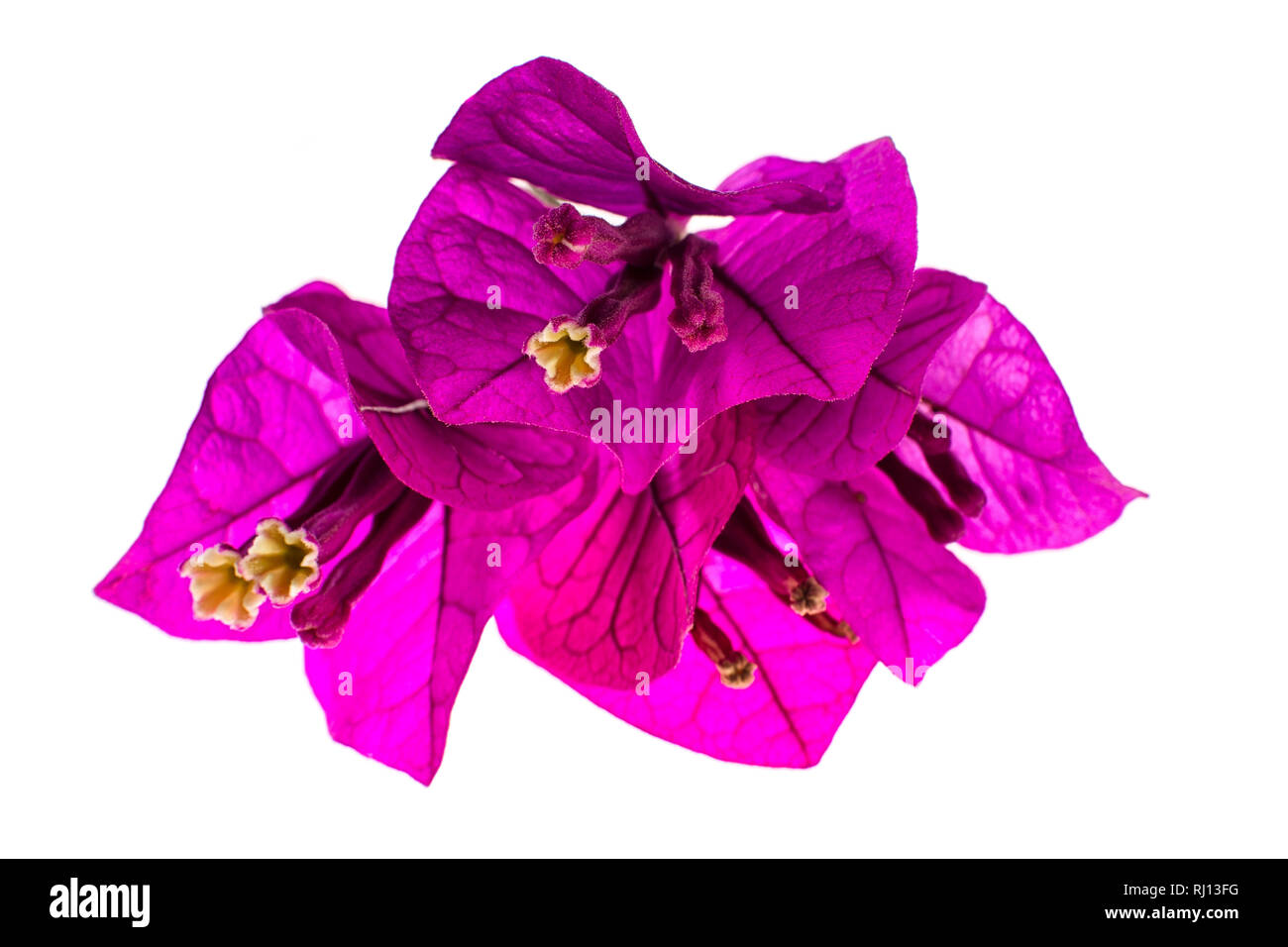 bougainvillea flower macro Stock Photo