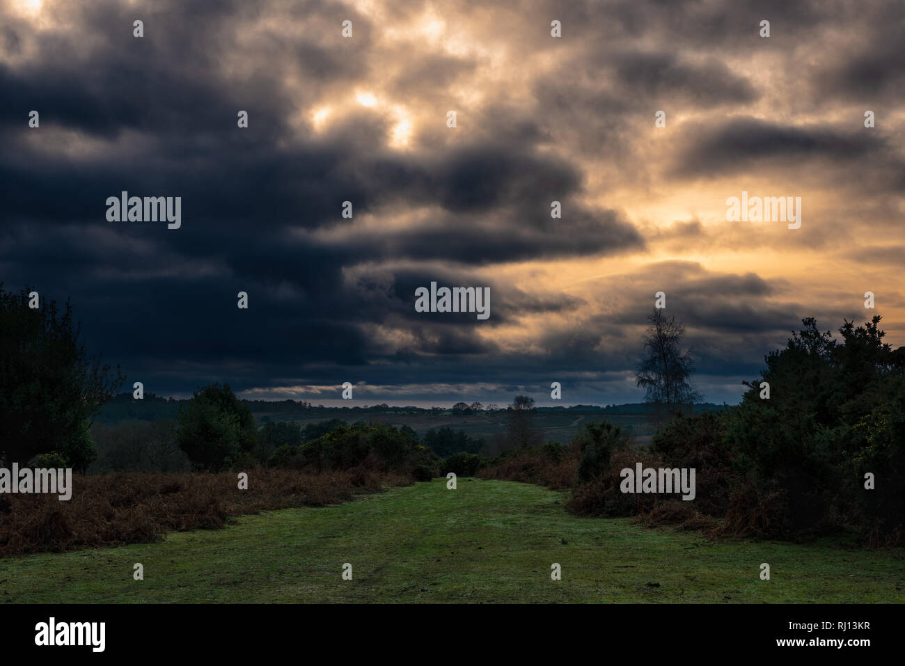 New forest puddles hi-res stock photography and images - Alamy