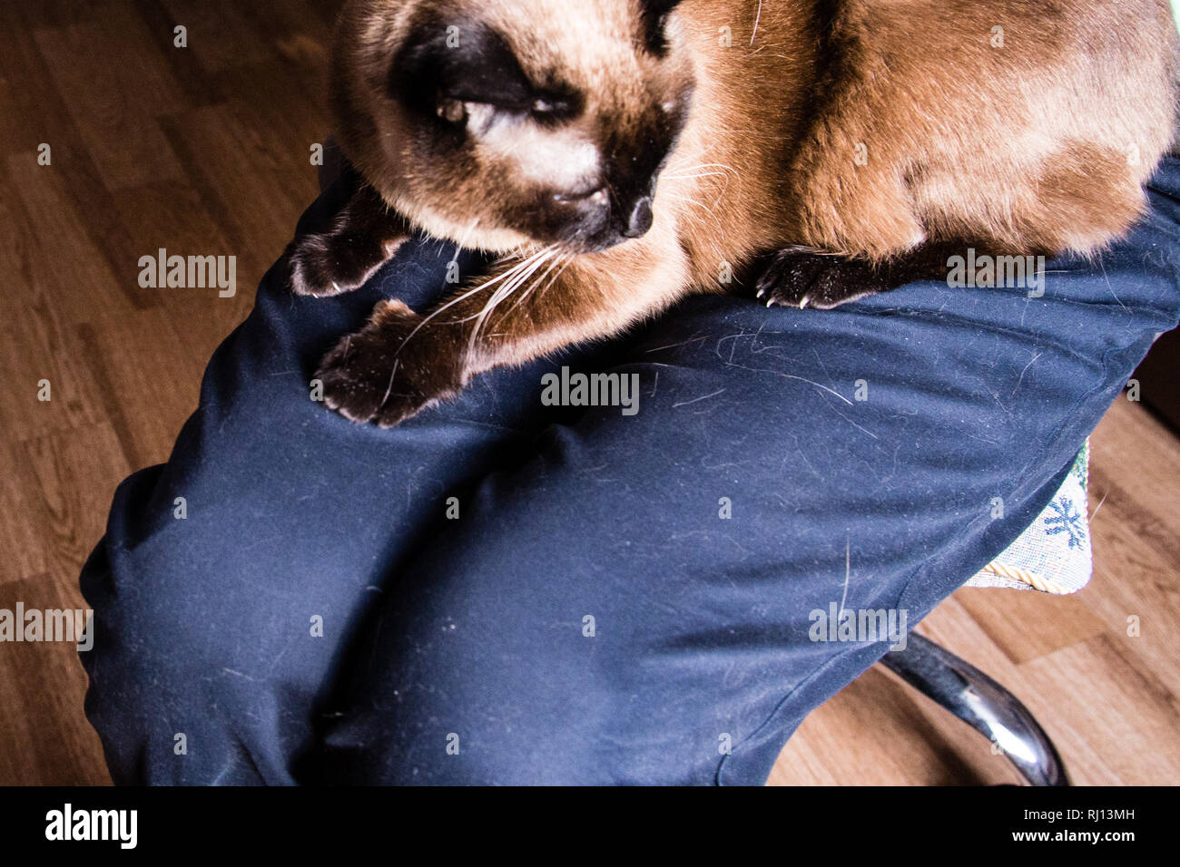 Siamese Cat Pants Siamese Cat Pants