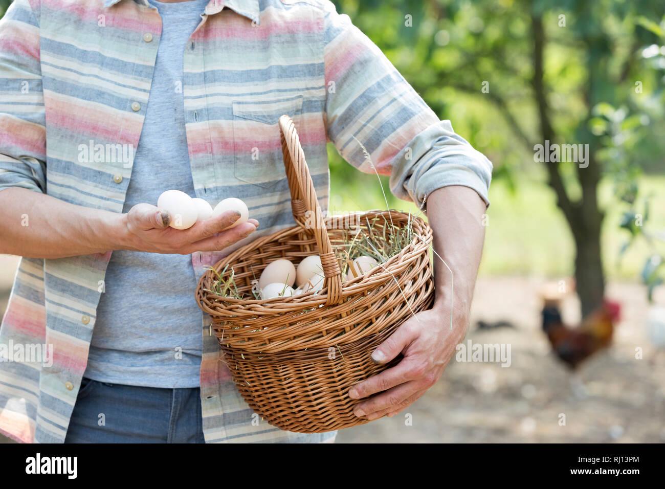 Midsection of mid adult farmer holding eggs in basket at farm Stock Photo