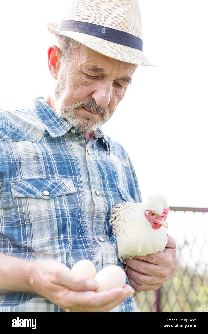 Senior farmer holding chicken and fresh eggs at farm Stock Photo