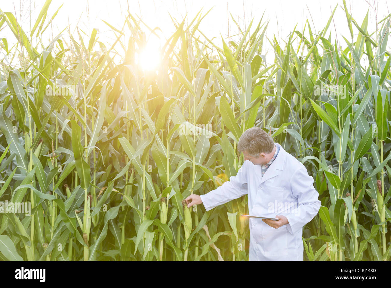 Scientist with digital tablet examining corncobs at farm Stock Photo