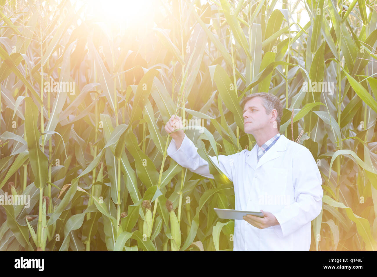 Mature scientist with digital tablet inspecting crops at farm Stock Photo
