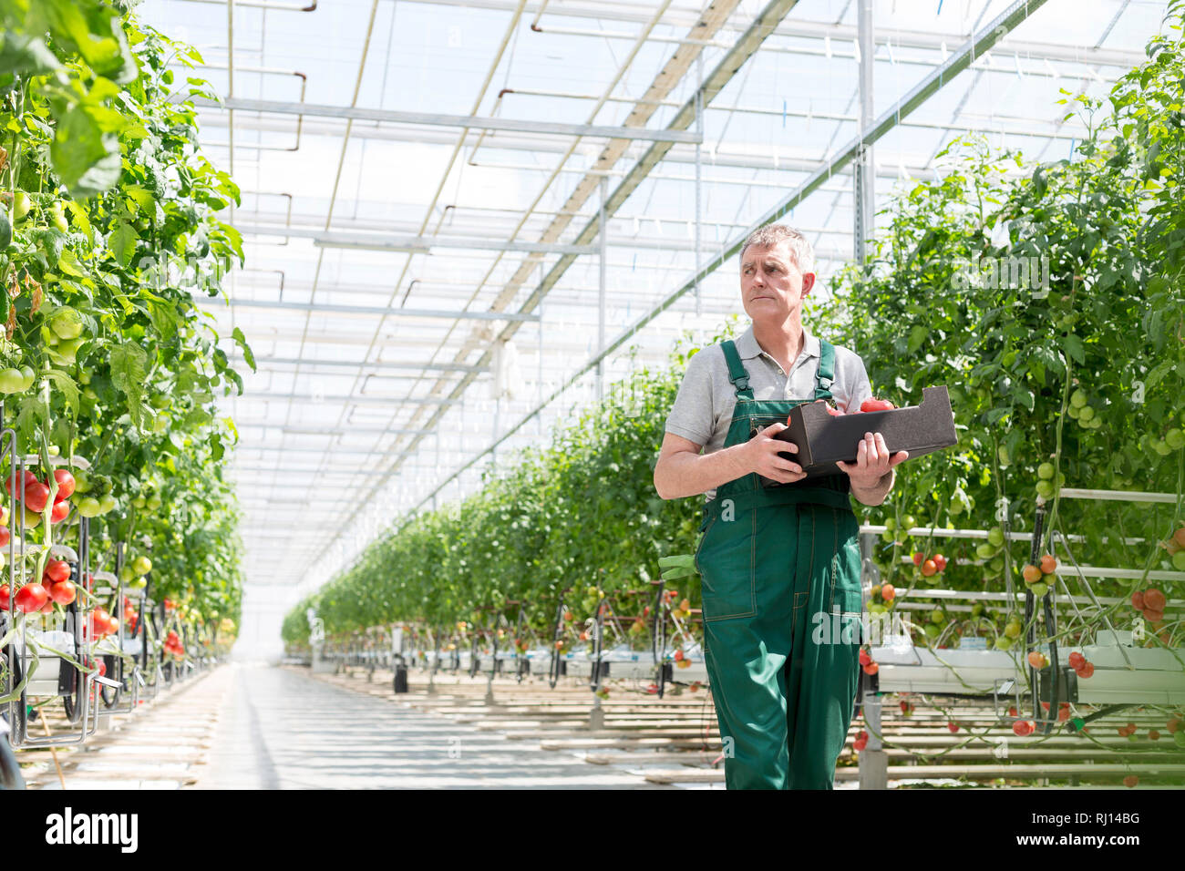 Serious gardener carrying crate while walking in greenhouse Stock Photo