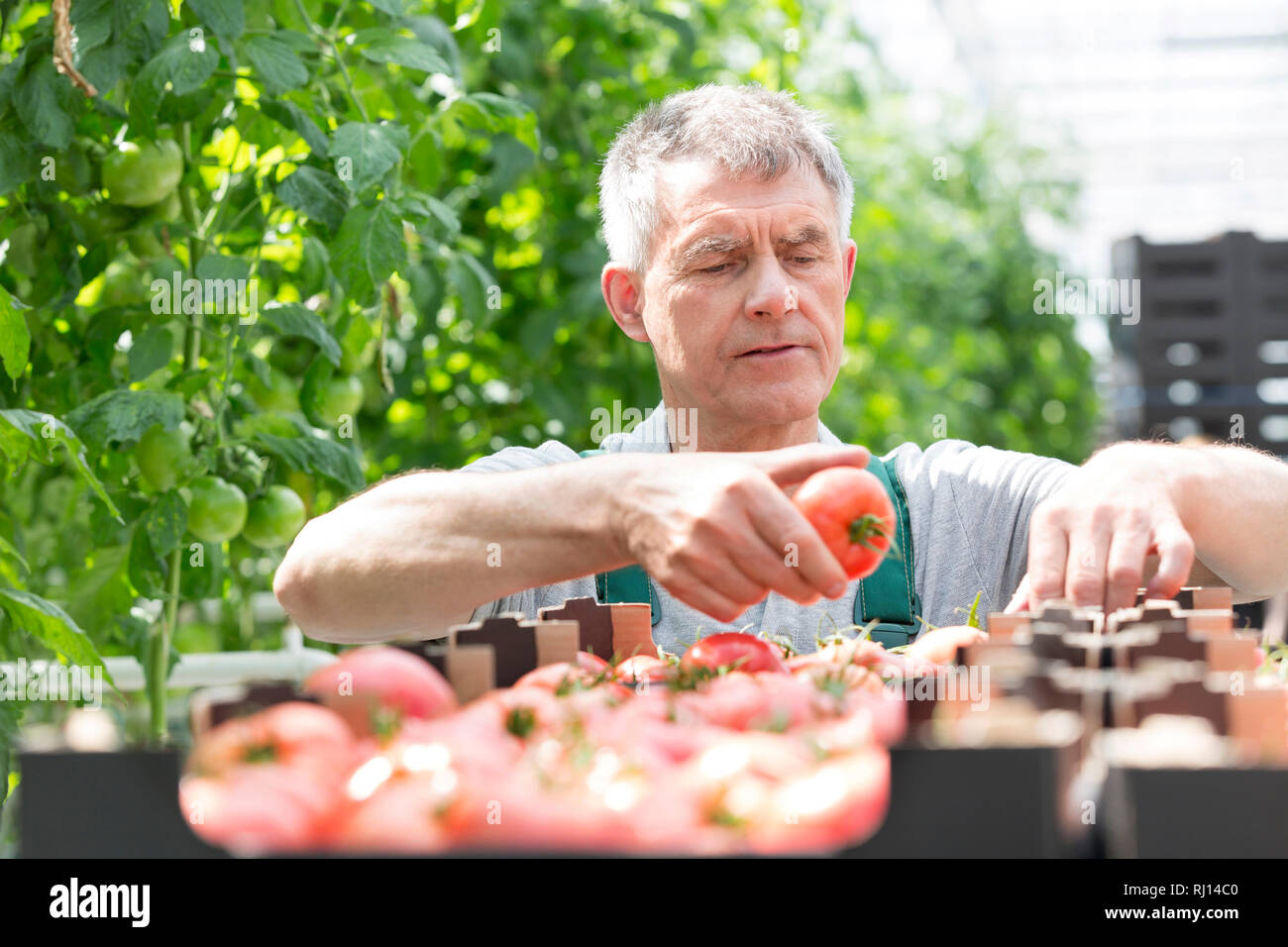 Senior farmer arranging tomatoes in crate at greenhouse Stock Photo - Alamy
