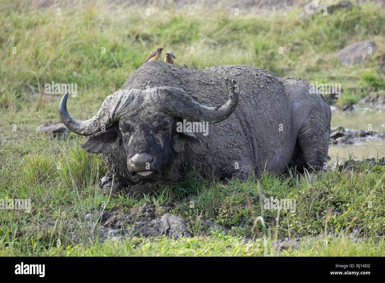 African buffalo, taking mud bath, Syncerus caffer, Masai Mara National Reserve, Kenya Stock Photo