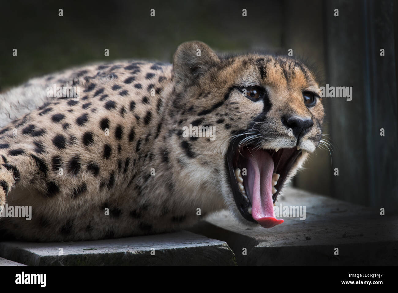 Cheetah showing off aggression Stock Photo