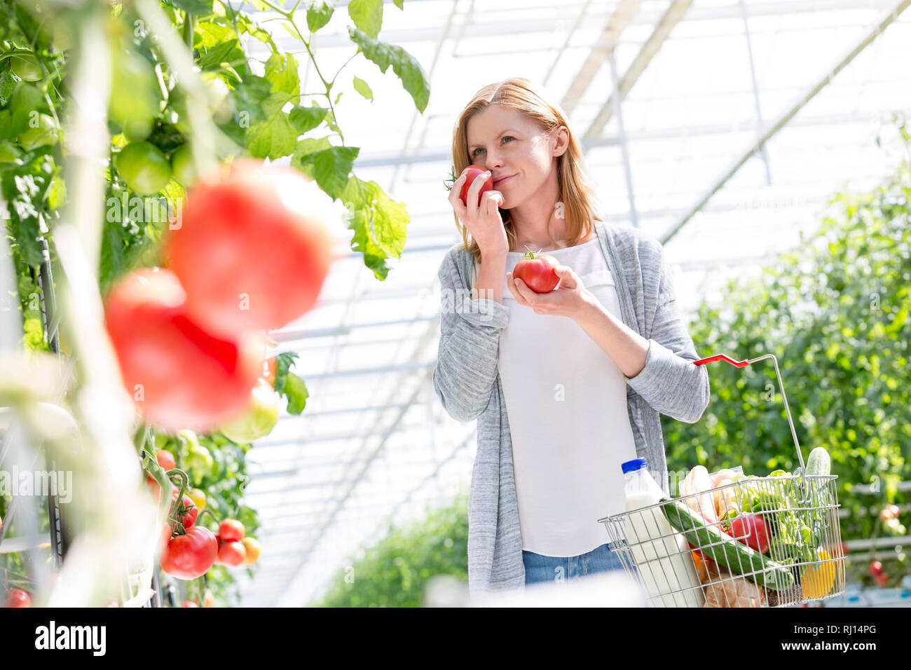 Woman buying fresh tomatoes in greenhouse Stock Photo