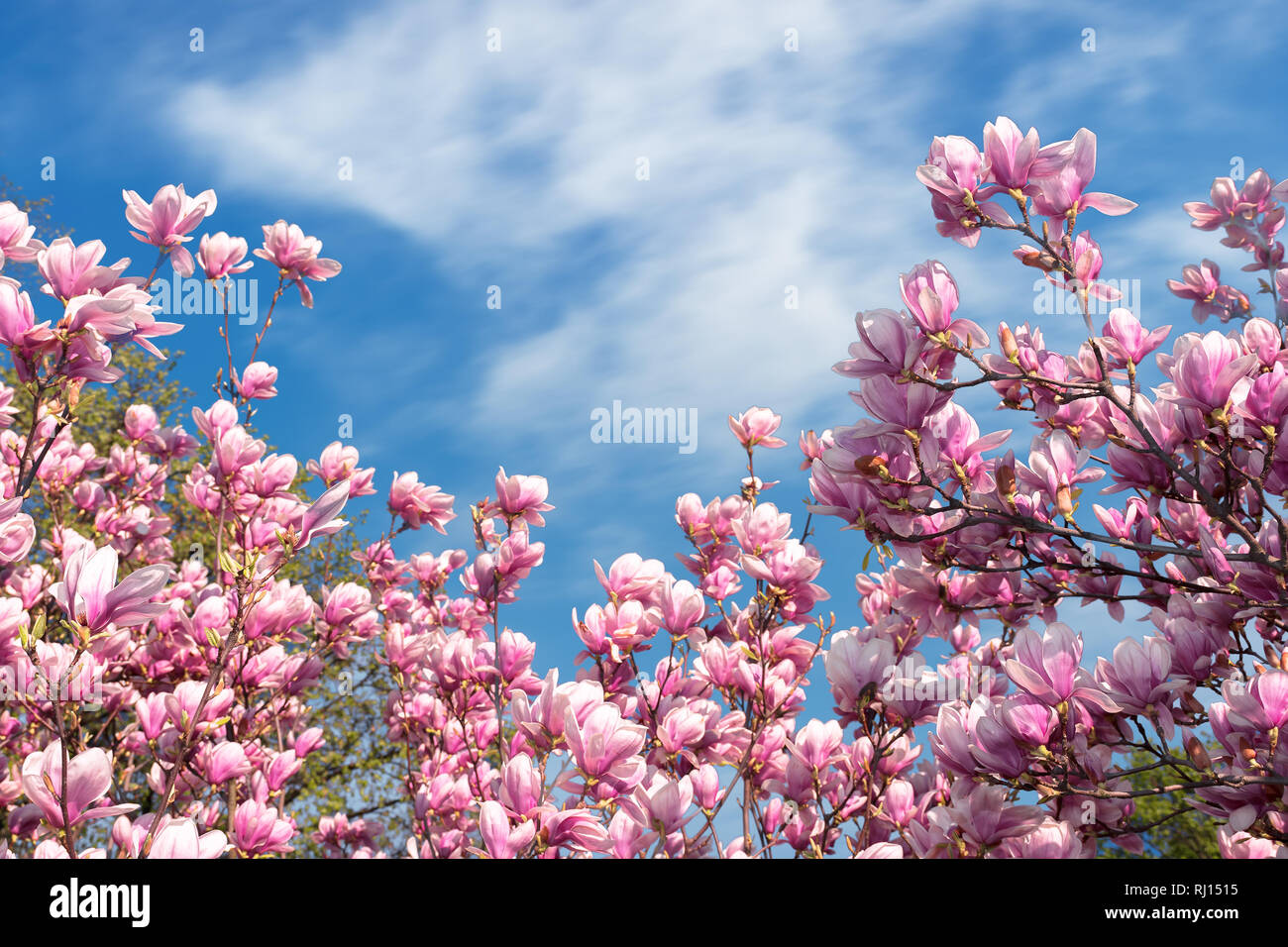 pink magnolia blossom in spring. beautiful flowers beneath a blue sky ...
