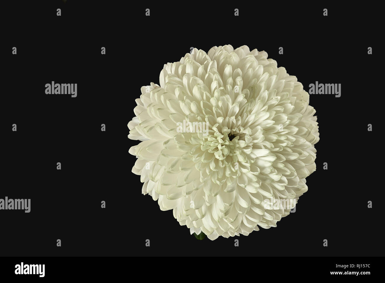 White chrysanthemum flower, a member of the daisy family, in bloom