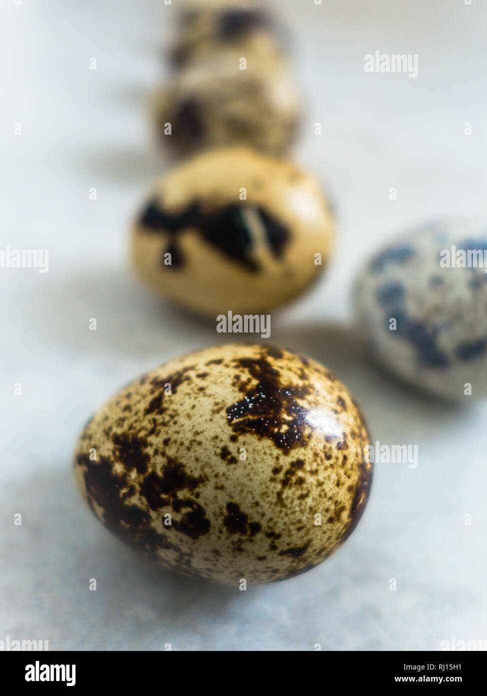 Quail eggs in a row on light background Stock Photo