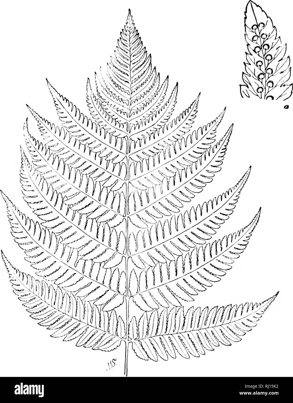 . How to know the ferns [microform] : a guide to the names, haunts, and habits of our common ferns. Ferns; Fougères. LIKE )11NI&gt; t bri&lt;;ht- al circles ningclus- s, bclont^- t, shaded 3auty .»nd PLATF. XXXI istata Cliiito oods. Two rested Shield put into from y toothed di- ndusium or- plant than d, hardy- s. While cann(3t be kinsmen, Christmas. Part of fertile frond of Goldie's Fern ,j Portion of a fertile prir.a &quot;7t-. Please note that these images are extracted from scanned page images that may have been digitally enhanced for readability - coloration and appearance of these illustr Stock Photo