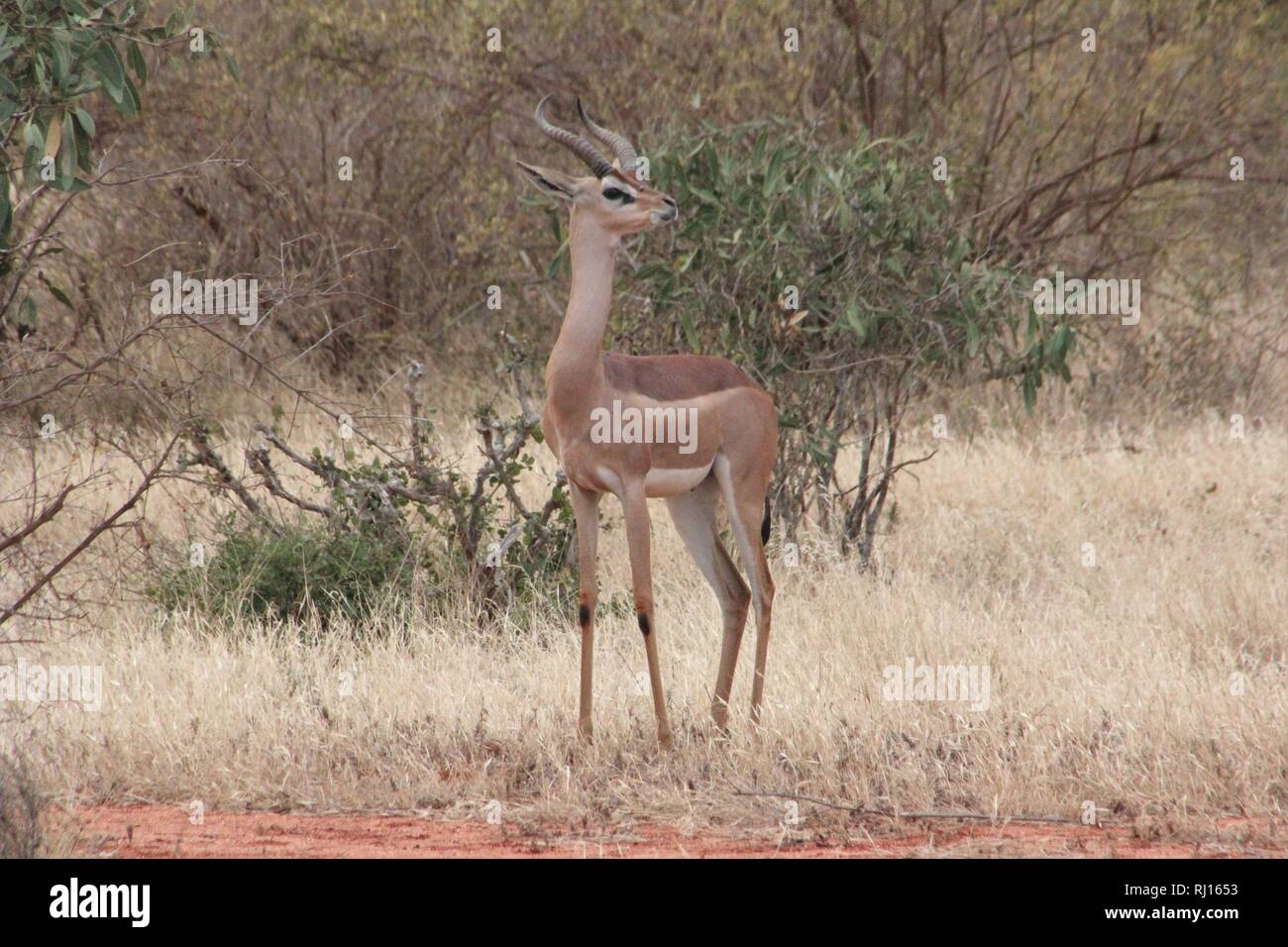 Gerenuk Tsavo East National Park Kenya Stock Photo