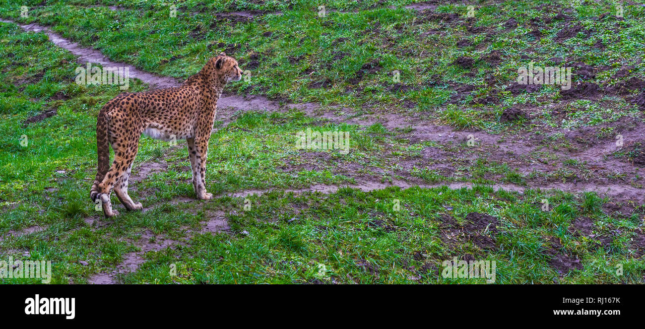 Cheetah standing in a grass pasture, threatened cat specie from Africa Stock Photo