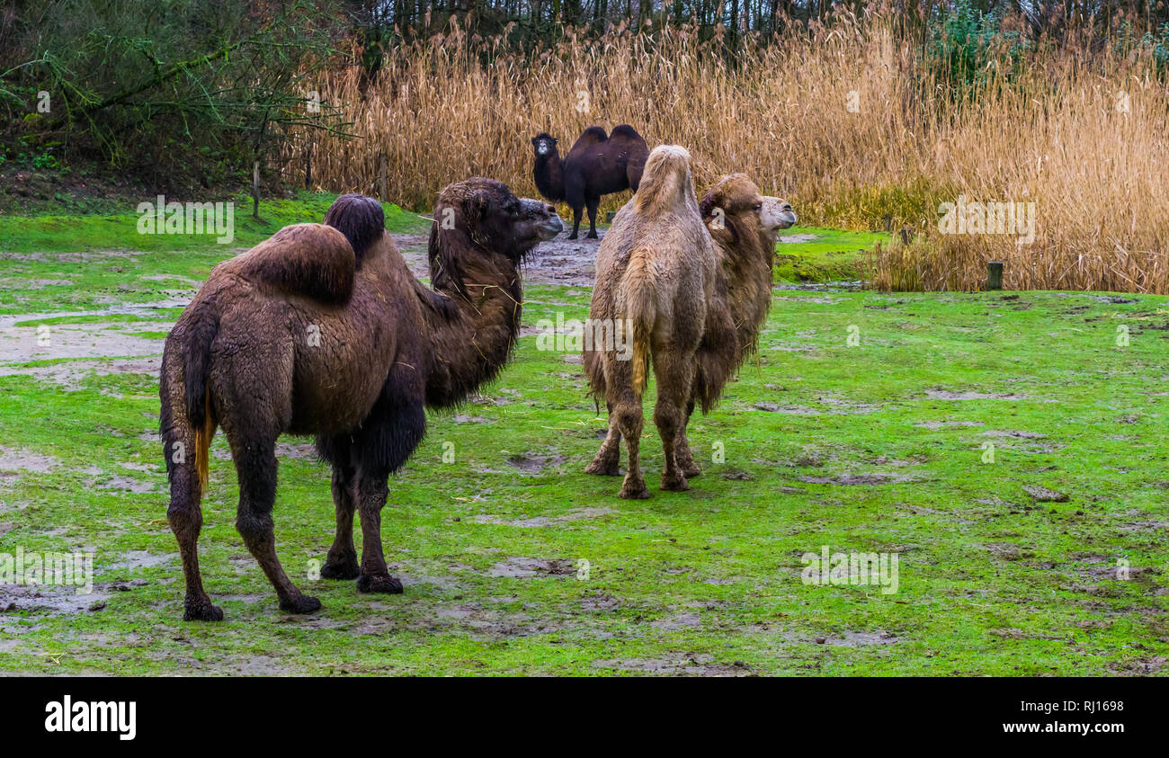 group of bactrian camels together in a pasture, Diverse colors, Domesticated animals from Asia