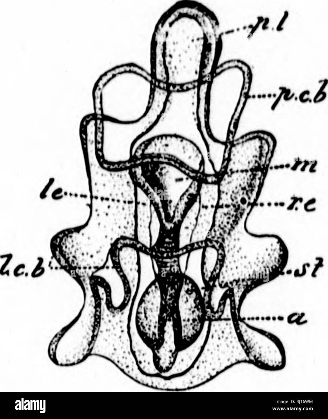 . Amphioxus and the ancestry of the vertebrates [microform]. Vertebrates; Chordata; Fishes; Ascidiacea; Vertébrés; Cordés; Poissons; Ascidiacés. B.tl.AXOG/.OSSCS. 255 erable extent (Fig. 120), increases greatly in size, and assumes its definite position and proportions as the cavity of the praioral lobe {i.e. proboscis), thus replacing the original blastocctlic space, while the water-pore remains as the probosris-pore. As described in the previ- ous chapter, the ^avity of the prccoral lobe (fixing stolon) of the Ascidian tad- pole is of the nature of a blastoccel or primary body- cavity, conta Stock Photo