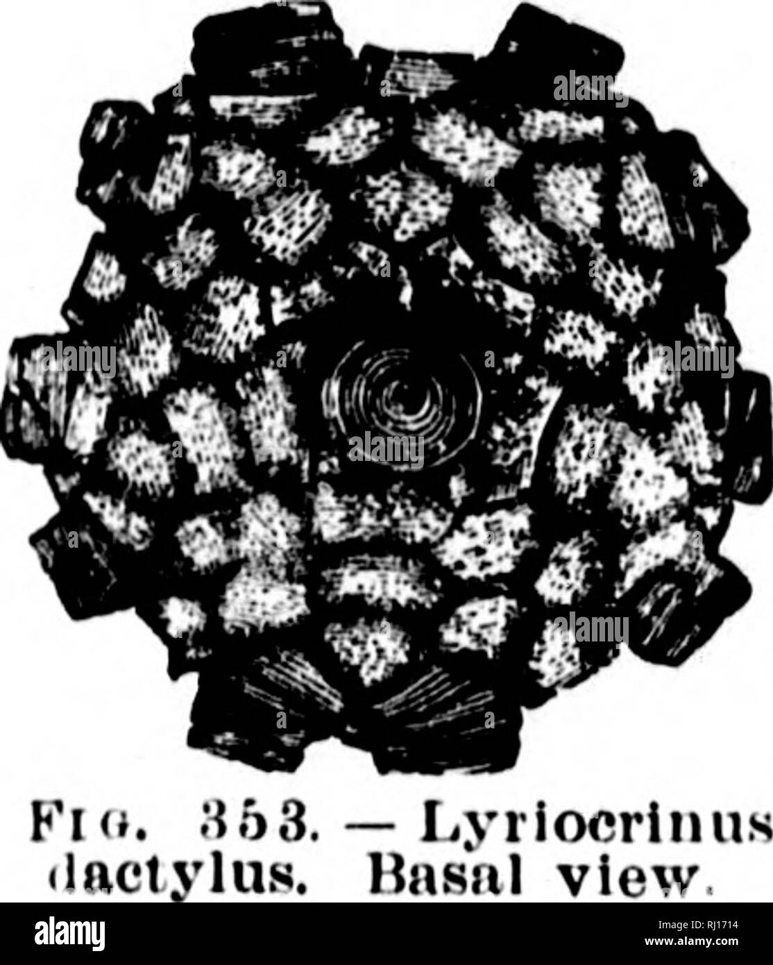 . North American geology and palaeontology for the use of amateurs, students, and scientists [microform]. Paleontology; Paleontology; Geology; Paléontologie; Paléontologie; Géologie. I,vs.- MAR.] ECHINODERMA TA. 259 azygous area similar to the regular interradial areas; vault almost flat, depressed interradially, composed of small plates; opening excentric; arms 10, composed of a double series of inter- locking plates. Type L. dactylus. dactylus, Hall, 1843, tMar- supio('rinites(?) dactylus,) Cieo. Hep. 4th Dist. N. Y., p. 114, and Pal. N. Y., vol. 2, p. 197, Niagara Gr. melissa. Hall, 1863, ( Stock Photo