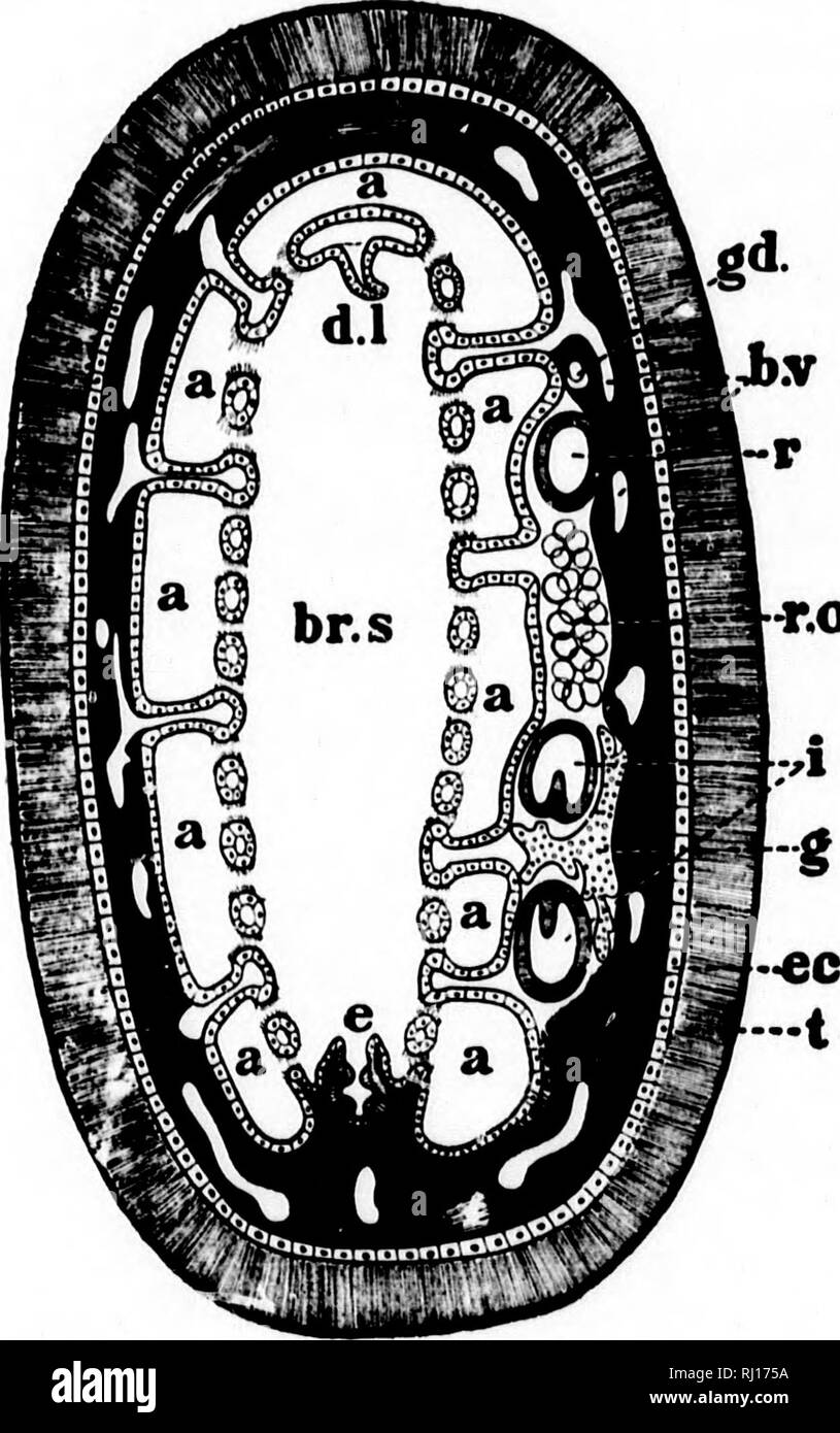 . Amphioxus and the ancestry of the vertebrates [microform]. Vertebrates; Chordata; Fishes; Ascidiacea; VertÃ©brÃ©s; CordÃ©s; Poissons; AscidiacÃ©s. -&gt; ''')' i Si! .' 186 77//r ASC/D/AA'S. the oesophageal aperture, as a low ridge, which joins the posterior extremity of the endostyle.* Viscera/ Anatomy. Except in its most anterior region, the dorsal border of the pharynx lies freely in the atrial chamber. On the contrary, along its ventral border, throughout the whole length of the endo- style, it is attached to the muscular mantle. In other words, the right and left halves of the atrial cav Stock Photo