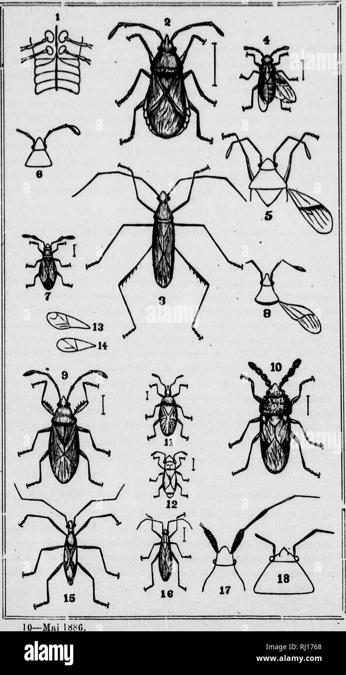 . Additions et corrections au Volume II de la Faune entomologique du Canada, traitant des hymÃ©noptÃ¨res [microforme]. HymÃ©noptÃ¨res; Hymenoptera. â *AAÂ»Â«|R||^ . lÂ»luiuliÂ«&quot; IT.. â ': ;â :&lt;â , 1-- â ;â¢/*â â¢. Please note that these images are extracted from scanned page images that may have been digitally enhanced for readability - coloration and appearance of these illustrations may not perfectly resemble the original work.. Provancher, L. , 1820-1892; Provancher, L. , 1820-1892. Petite faune entomologique du Canada. [QuÃ©bec? : s. n. ] Stock Photo