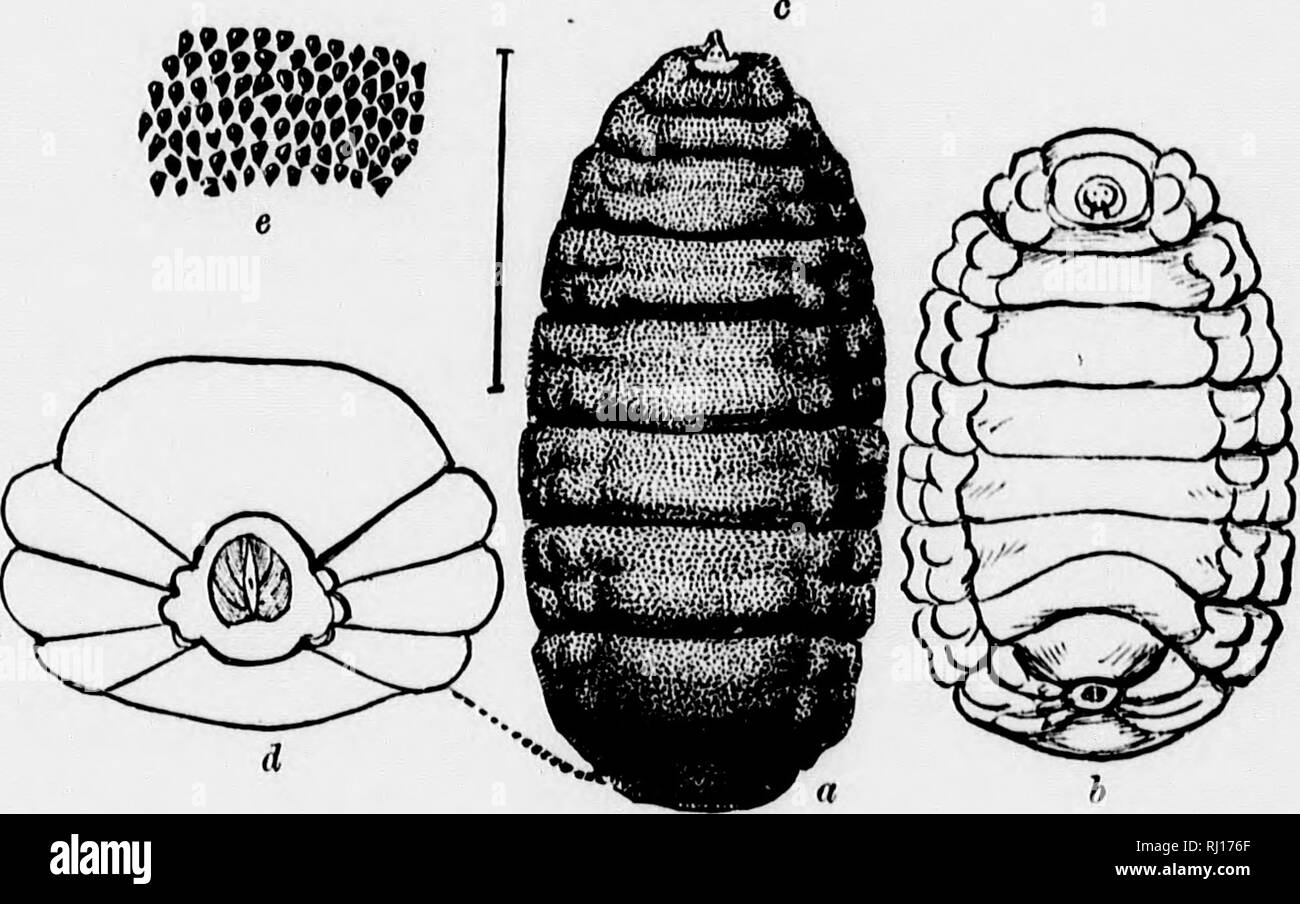 . Insects affecting domestic animals [microform] : an account of the species of importance in North America, with mention of related forms occurring on other animals. Parasites; Insects, Injurious and beneficial; Animaux domestiques; Insectes nuisibles. Fia.id.âCuterebra einasculator: a, full-grown larva from abovo; h, Rnmo, from Itolowâenliirgod; c, hca( Cutvrvbra cintinciila'lor from tho hirval Ixahifc â which he snitposed characteristic. Ho mentions tho fact thathuntirain the vicinity of I-akeville, N. Y., where the lirst specimen sent him was found, liad long heen familiar with the fact th Stock Photo