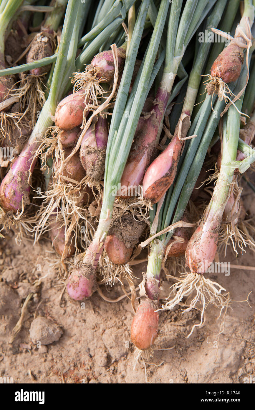 La-toden village, Yako Province, Burkina Faso. Spring onions produced on the village market garden, used for family nutrition and as a cash crop. Stock Photo