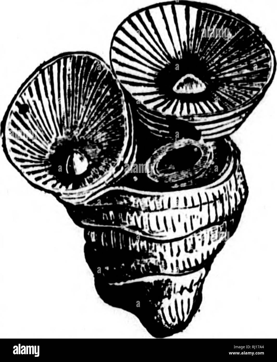 P castel Black and White Stock Photos & Images Alamy